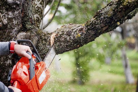 The wrong time to trim trees - WTOP News