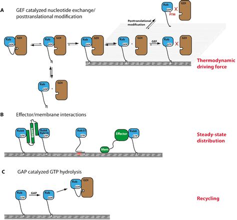 Mechanisms of action of Rab proteins, key regulators of intracellular ...