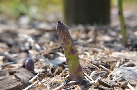 Harvesting and using your Asparagus crop - My Productive Backyard