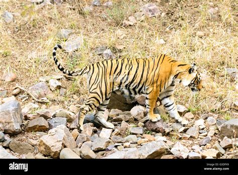 Bengal Tiger hunting for food Ranthambore National Park, India Stock Photo - Alamy