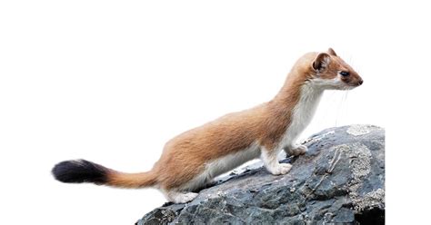 Stoat Facts for Kids | Stoat Habitat | DK Find Out