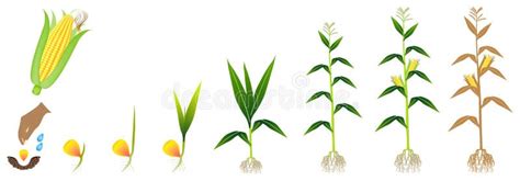 A Growth Cycle of a Corn Plant on a White Background. Stock Vector - Illustration of leaf, grain ...