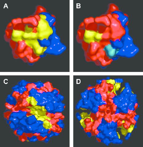 —Space-filling structure of the insulin monomer and hexamer obtained... | Download Scientific ...