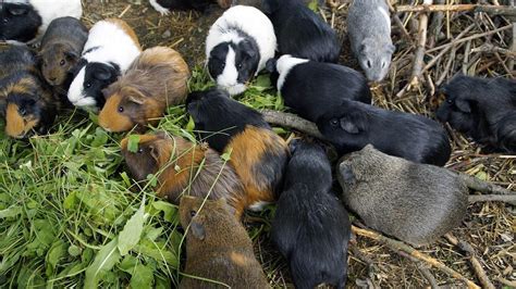 Ultimate List of All Guinea Pig Breeds 2022 - Planet Pet