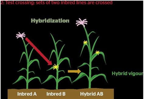 Hybrid Plants: What are they and how are they hybridized? | Everchem ...