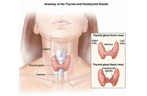 Thymoma