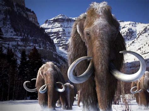 Woolly Mammoth | Wooly mammoth, Prehistoric animals, Mammoth