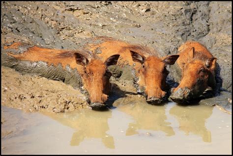 Drought Leaves Animals Stuck in the Mud. PHOTOS & SANParks' Plans ...