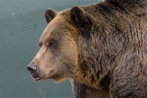 Grizzly Bear stock photo. Image of national, predator - 49440196