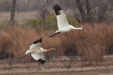 209 Whooping Cranes Counted on Aransas NWR « Whooping Crane ...