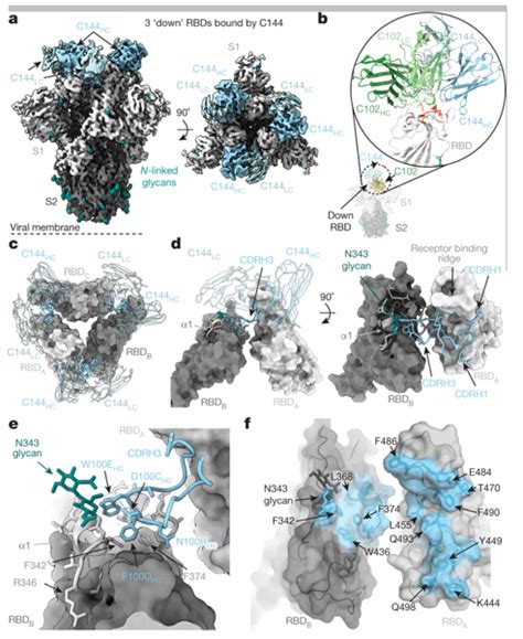 Epitope Mapping - Creative Biostructure