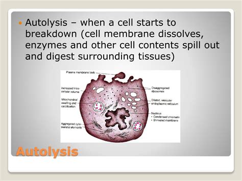 Pathology Meaning