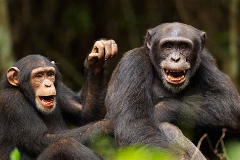 Chimps bond with each other and people after watching a film together | New Scientist