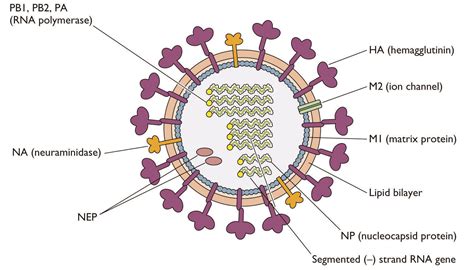 Virion; Virus Particle