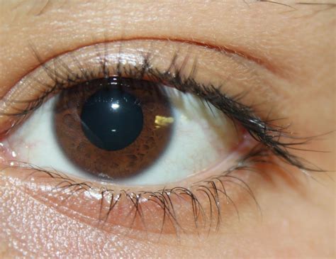 Eye Color – Pentucket Profile