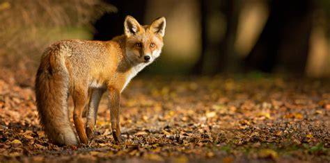 Where Do Foxes Live? - Varment Guard Wildlife Services