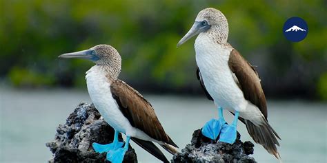 Top 20 Galapagos Islands Animals Not to Be Missed - Rebecca Adventure Travel