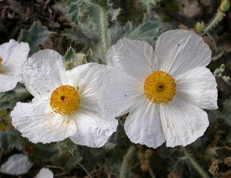 Papaveraceae | Description, Characteristics, & Examples | Britannica