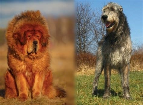 Tibetan Wolfhound: Info, Pictures, Characteristics & Facts | Hepper