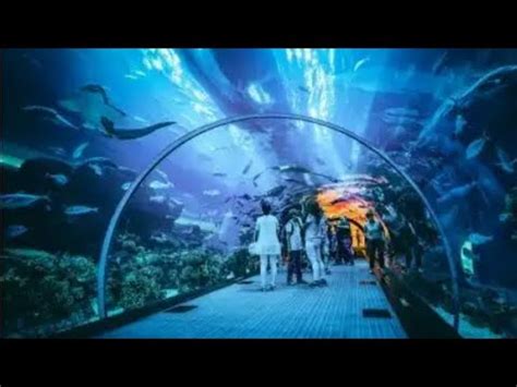 taraporewala aquarium mumbai (tunnel aquarium) - YouTube