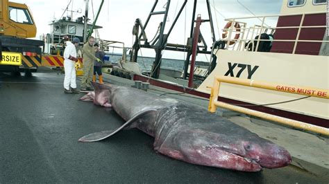 Rare, giant basking shark caught off Australian coast - CNN