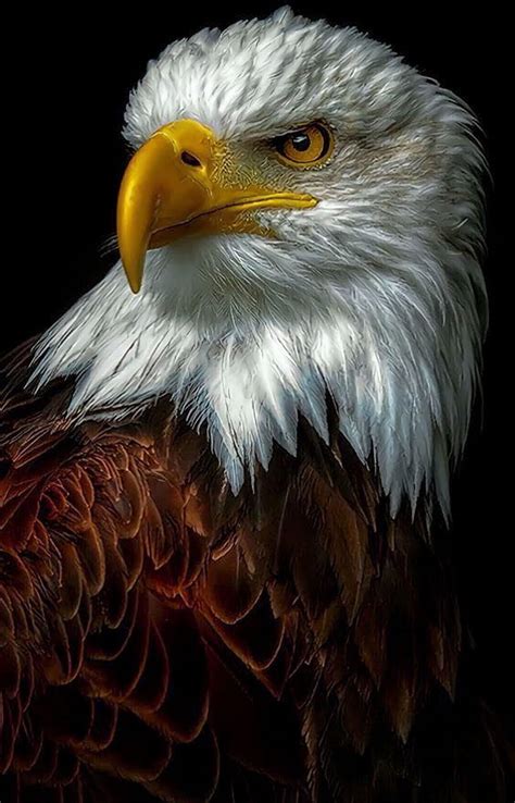 70 Eagle Hd Quality Wallpaper Pictures - MyWeb