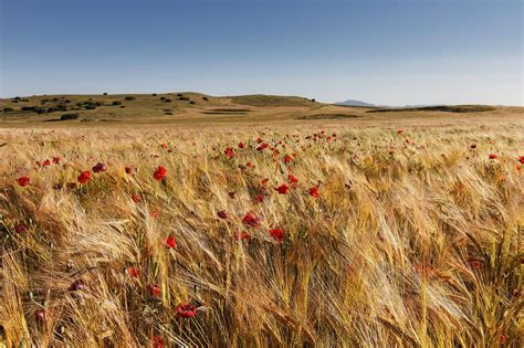 Fields of gold by Tony Goran / 500px | Fields of gold, Fields, Nature