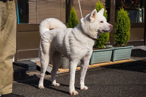 Japan’s Most Famous Dog Breed: The Akita-inu | Nippon.com