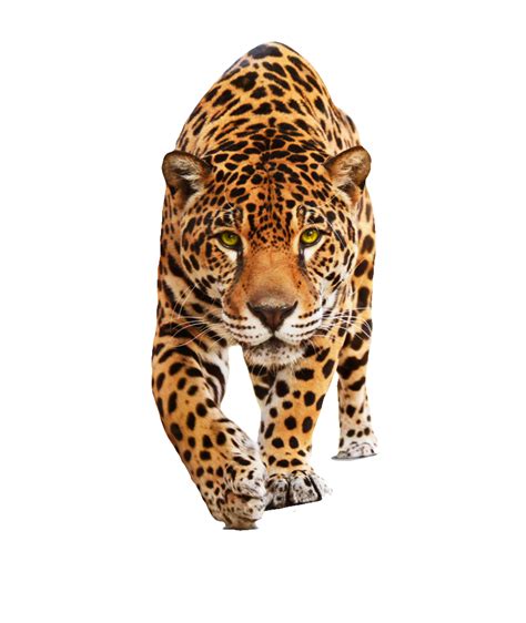 cat jaguar - Clip Art Library