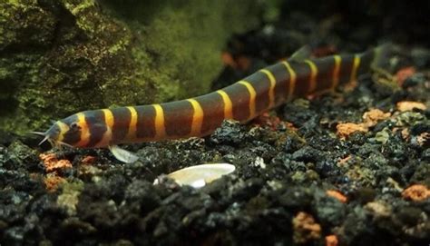 Kuhli Loach: A Guide to Care, Breeding, Diet & Behavior - Fish Informer