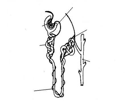 33 Draw And Label Nephron - Labels Design Ideas 2020