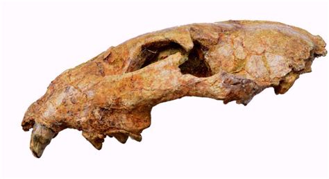 Panthera blytheae: Oldest Big Cat Fossil Found in Tibet | Paleontology | Sci-News.com