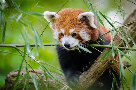 250 Cute and Funny Red Panda Names - Animal Hype