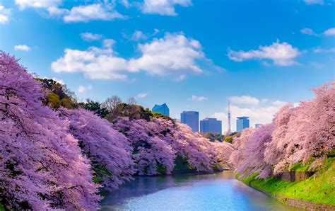 Chidorigafuchi Moat | Travel Japan - Japan National Tourism ...