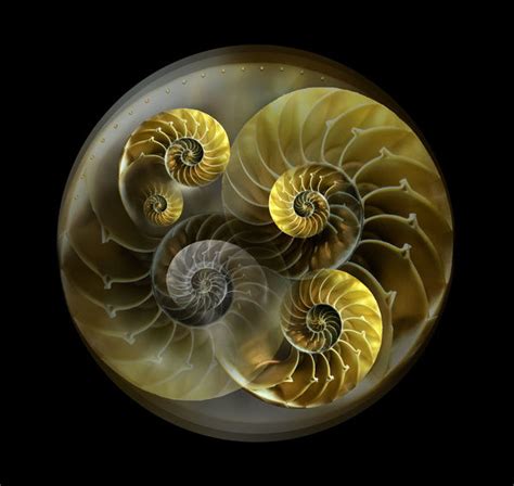 Nautilus shell pattern (Photos Framed, Prints, Puzzles, Posters, Canvas, Fine...) #13653370