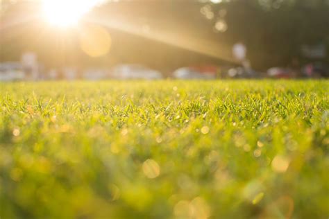 sunset grass | Grass, Sunset, Field