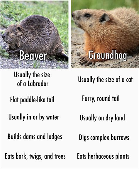 Beaver or Groundhog? – For Fox Sake Wildlife Rescue