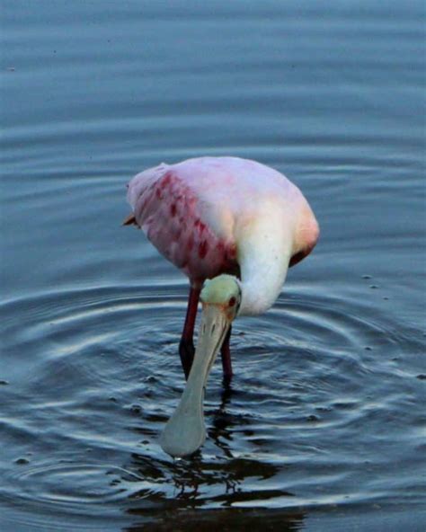 Ding Darling Wildlife Refuge Sanibel Island