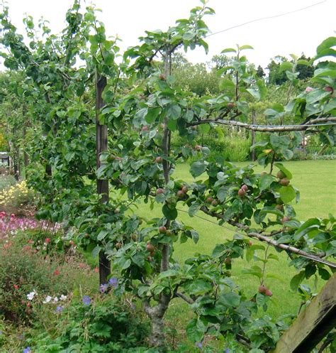 Restoring Mayberry: Fences of fruit trees