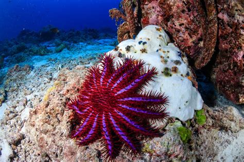 Crown-of-Thorns Starfish Facts - CRITTERFACTS