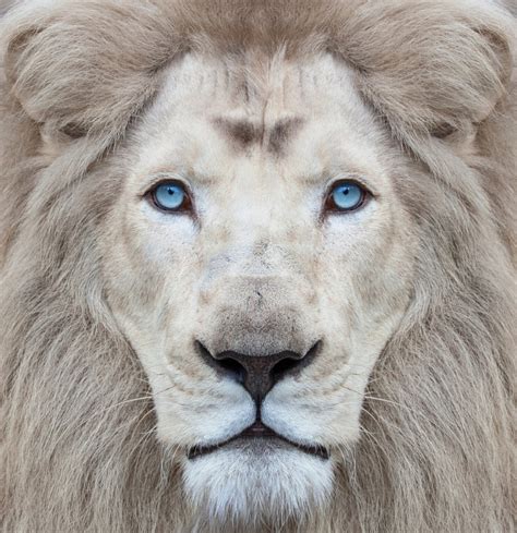 White lion with blue eyes portrait, looking straight at the camera - CEAI