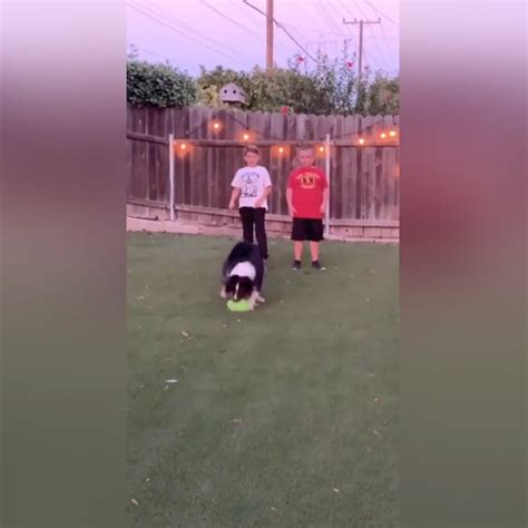 Watch this dog make the ultimate catch [Video]