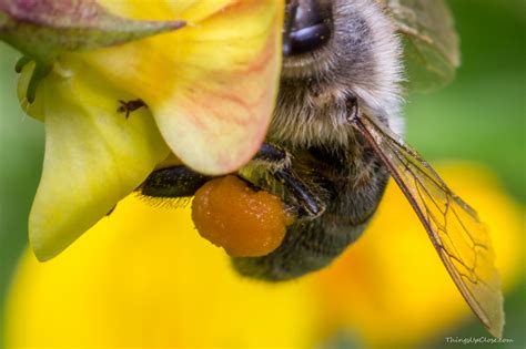 Honey bee pollen basket (crop)