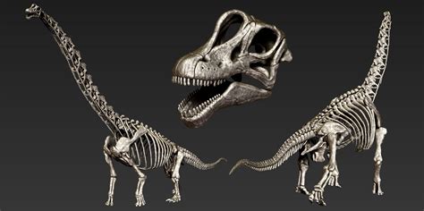 ArtStation - Brachiosaurus skeloton, Vitamin Imagination | Brachiosaurus, Skeleton, Dinosaur ...