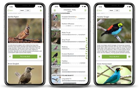 Merlin Bird ID – Free, instant bird identification help and guide for thousands of birds