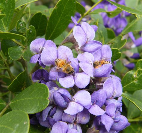 Home of a Feral Biologist: Texas Mountain Laurel