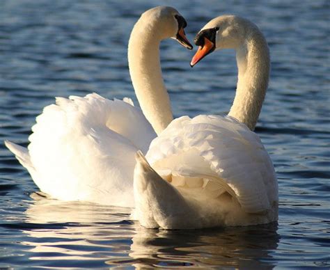 Mating for Life Part 1: Monogamy in Birds | Mute swan, Animals kissing, Swan