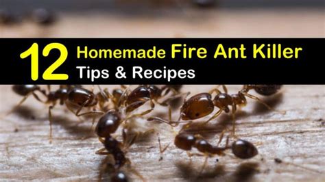 12 Do-It-Yourself Fire Ant Killer Recipes that Work