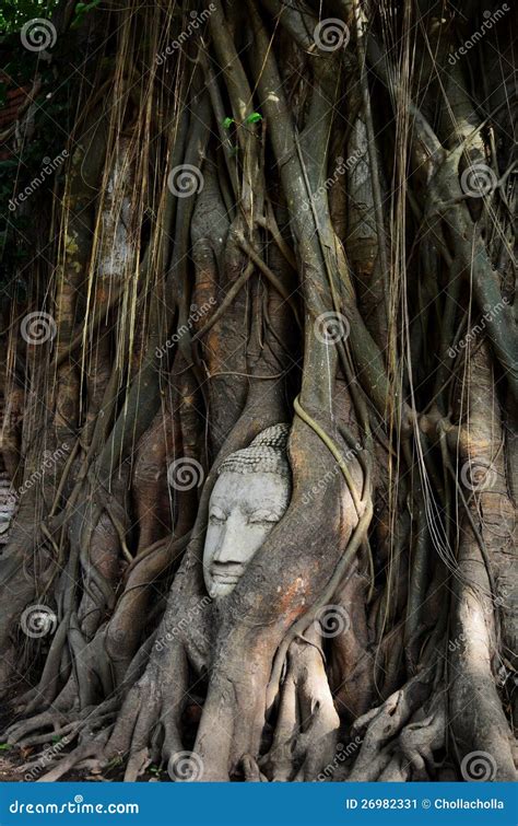 Buddha head at Ayutthaya stock image. Image of statue - 26982331