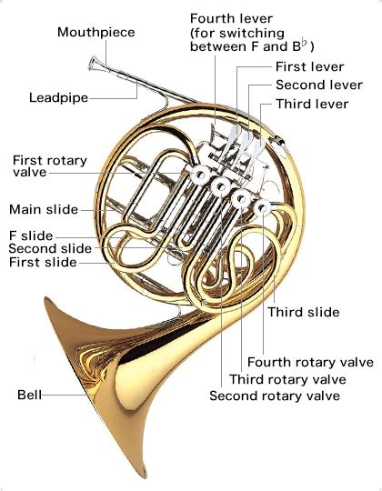 The Structure of the Horn:Learn the parts of the horn - Musical Instrument Guide - Yamaha ...